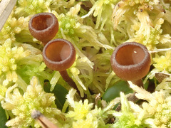 Monilinia oxycocci