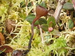 Monilinia oxycocci