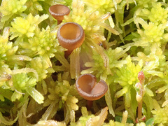 Monilinia oxycocci