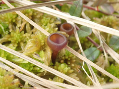 Monilinia oxycocci