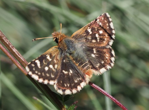 Red-underwing Skipper