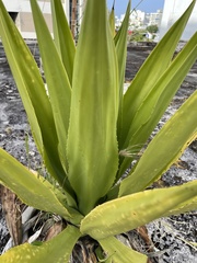 Agave missionum