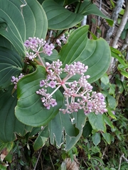 Medinilla cummingii