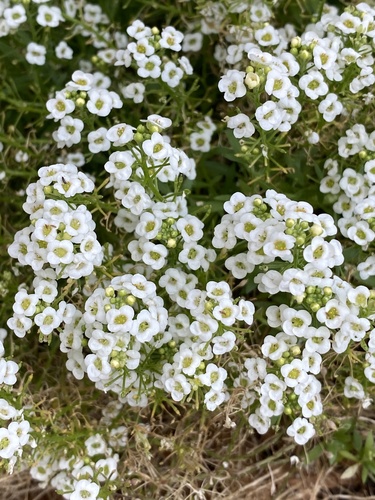 Lobularia maritima image