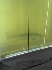 Oncorhynchus tshawytscha