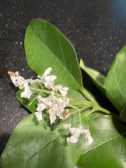 Chionanthus retusus