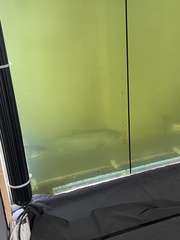 Oncorhynchus tshawytscha