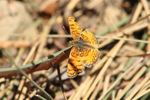 iNaturalist observation photo of Mylitta Crescent