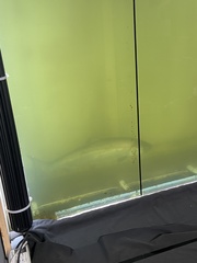 Oncorhynchus tshawytscha