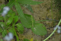 Neottia convallarioides