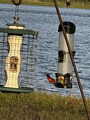 Passerina ciris ciris