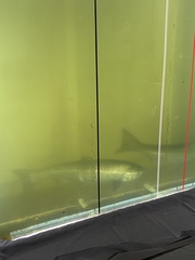 Oncorhynchus tshawytscha