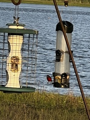 Passerina ciris ciris