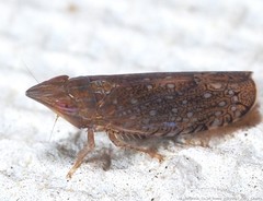 Scaphytopius acutus