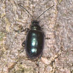 Altica chalybea