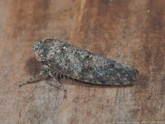 Paraphlepsius tennessus