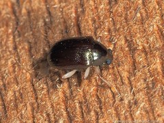 Rhabdopterus praetextus