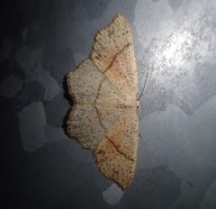 Cyclophora punctaria
