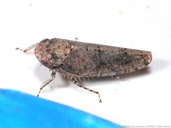 Paraphlepsius tennessus