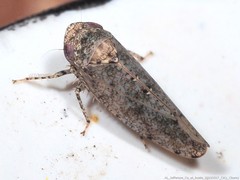 Paraphlepsius tennessus