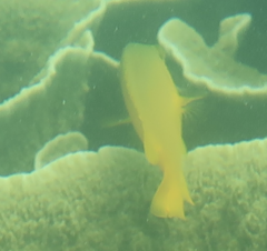 Pomacentrus moluccensis