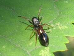 Leptorchestes berolinensis
