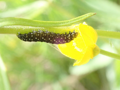 Zelotherses paleana