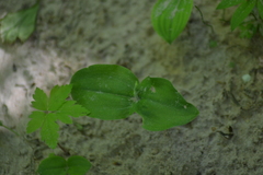 Neottia convallarioides