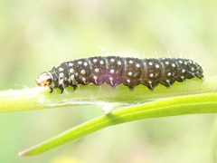 Zelotherses paleana