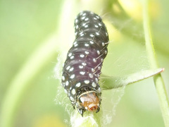 Zelotherses paleana