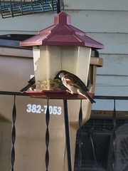 Passer domesticus