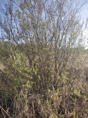 Cestrum salicifolium