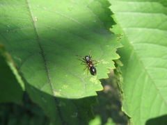 Leptorchestes berolinensis