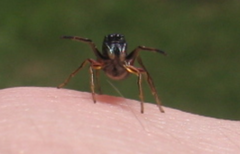 Leptorchestes berolinensis