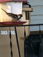 Passer domesticus
