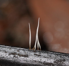 Pterulicium gracile