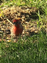 Haemorhous mexicanus