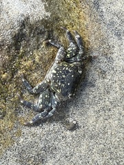 Pachygrapsus crassipes