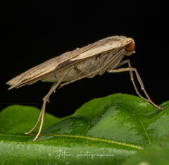 Macotasa orientalis