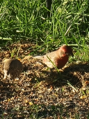 Haemorhous mexicanus