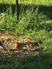 Haemorhous mexicanus