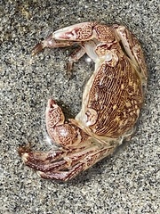 Pachygrapsus crassipes