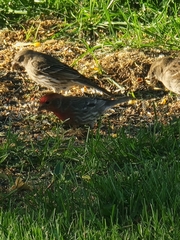 Haemorhous mexicanus