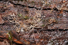 Phaeopterula stipata