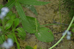 Neottia convallarioides
