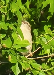 Passer domesticus