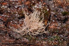 Phaeopterula stipata