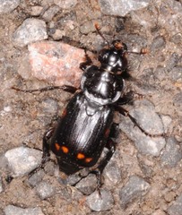 Nicrophorus pustulatus