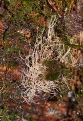 Phaeopterula stipata