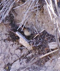 Pseudasthenes steinbachi